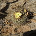 Echinofossulocactus vaupelianus - Photo (c) Linus rm, all rights reserved, uploaded by Linus rm