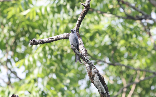 Ashy Drongo