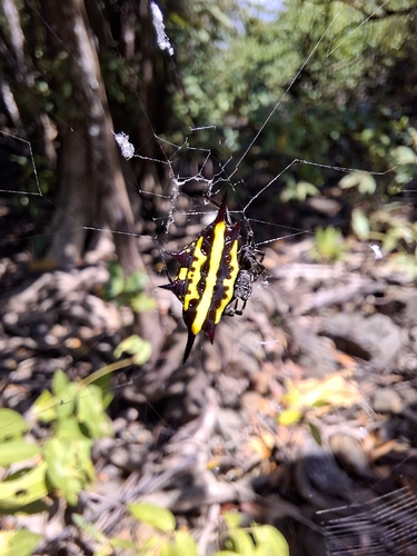 Doria's Spiny Spider