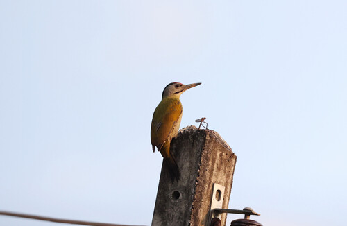 Grey-headed Woodpecker