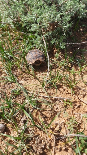 Mesopotamian Tortoise
