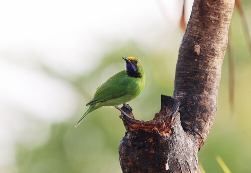 Golden-fronted Leafbird
