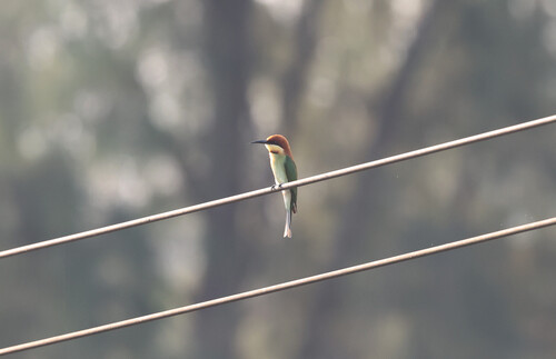 Chestnut-headed Bee-eater