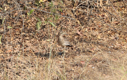 Indian Stone-curlew