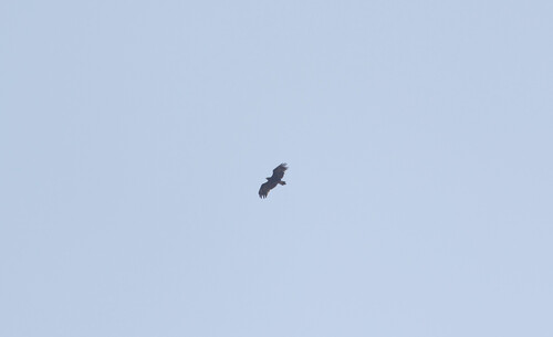 Greater Spotted Eagle