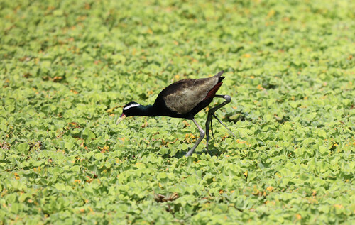 Bronze-winged Jacana