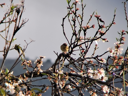 Avistamiento Mosquitero Común
