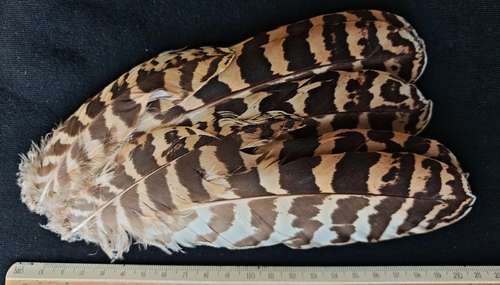 Eurasian Bittern