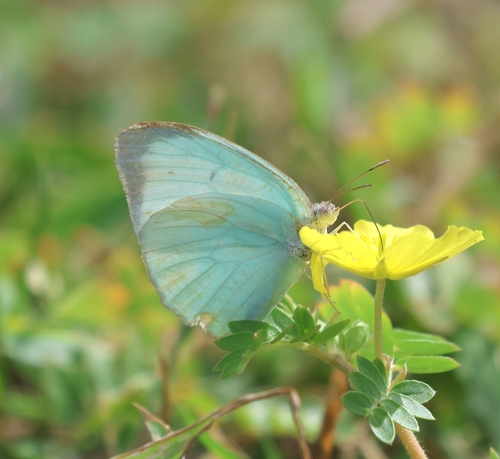 Mottled Emigrant
