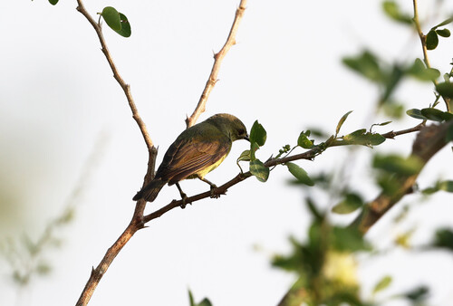 Brown-throated Sunbird (Common)