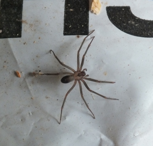 Brown Recluse