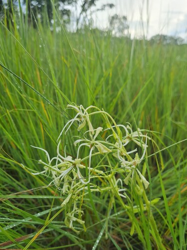 Habenaria harmsiana