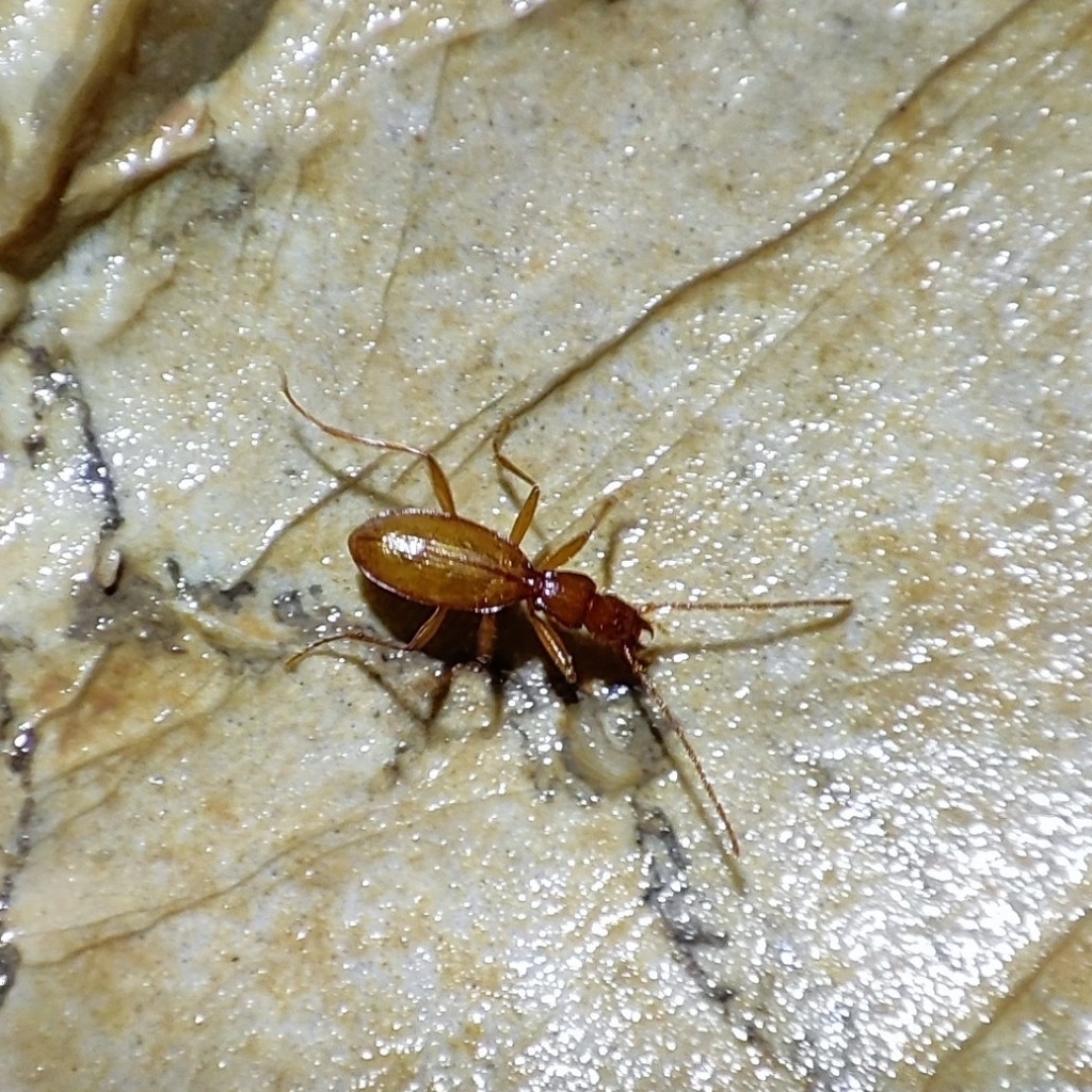 Eyeless Insect Eyeless Cave Beetles in November 2025 by Umberto Devincenzo · iNaturalist