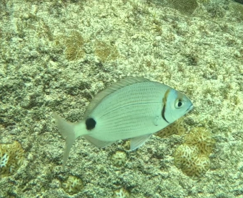Diplodus prayensis