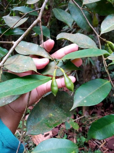 Aquilaria beccariana