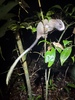 Spiny Rats and Hutias - Photo (c) Vincent Prémel, all rights reserved, uploaded by Vincent Prémel
