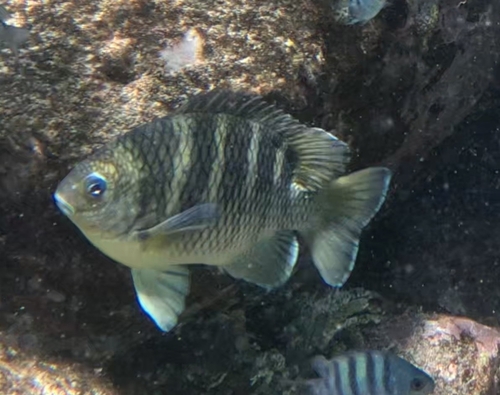 Abudefduf taurus