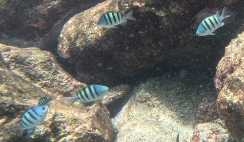 Abudefduf saxatilis