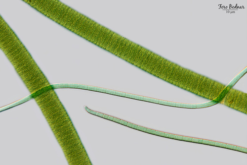 Oscillatoriaceae