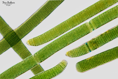 Oscillatoria princeps