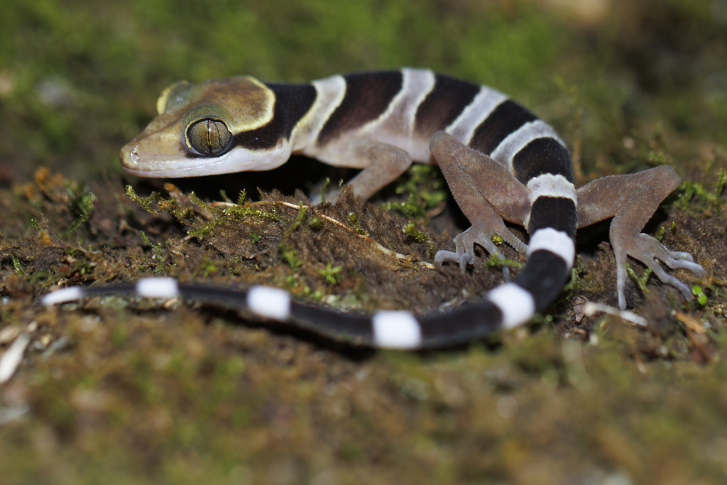 Southern Titiwangsa Bent-toed Gecko