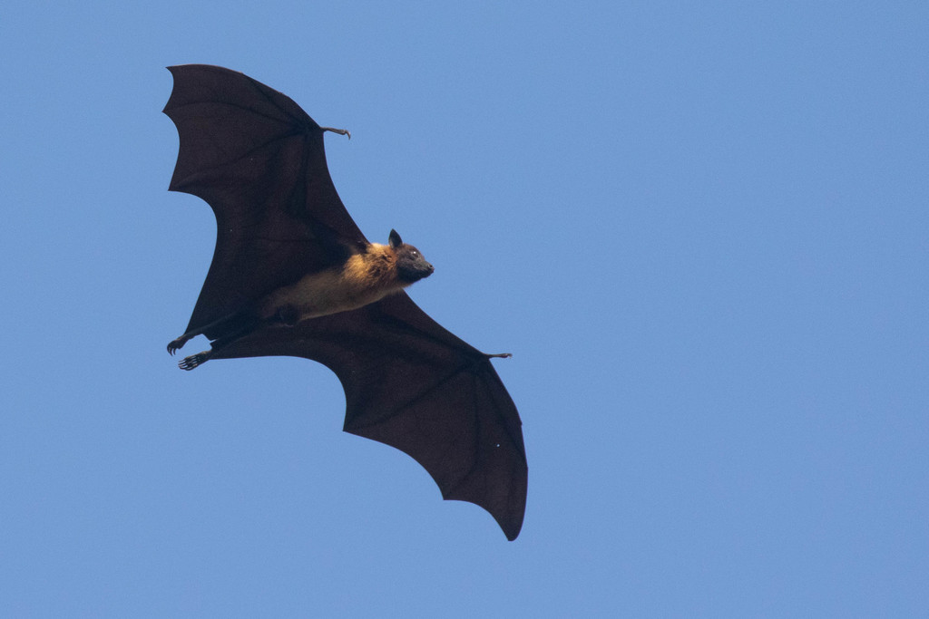 Large Flying Fox - Photo (c) dougnaturalist, all rights reserved