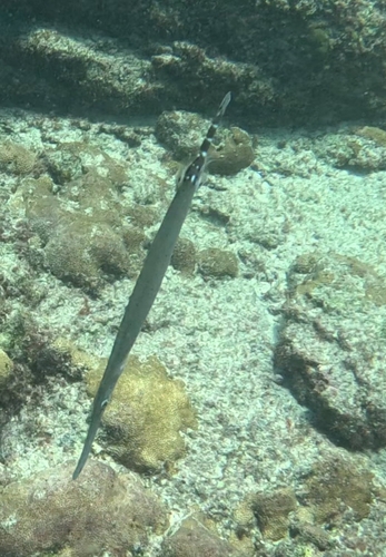 Aulostomus strigosus
