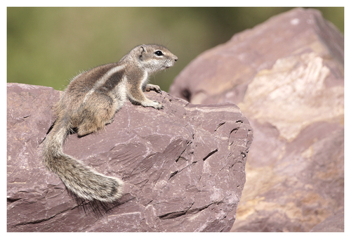 Barbary Ground Squirrel