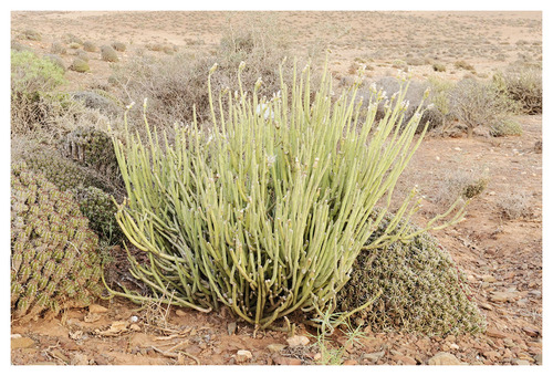 Kleinia anteuphorbium