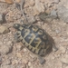 Nabeul Tortoise - Photo (c) Khaled Bessrour, all rights reserved, uploaded by Khaled Bessrour