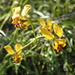 Diuris pallescens - Photo (c) Michael Warren, todos los derechos reservados, subido por Michael Warren