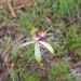 Caladenia × coactescens - Photo (c) Michael Warren, all rights reserved, uploaded by Michael Warren