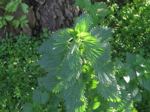 iNaturalist observation photo of Dwarf Nettle