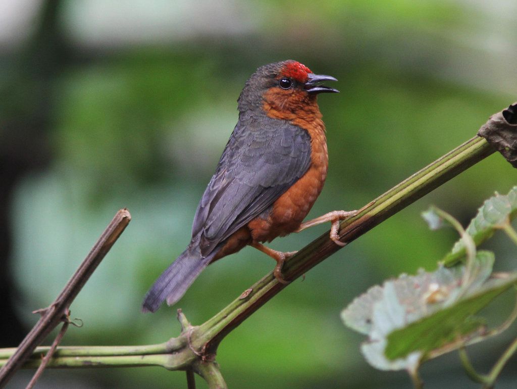 Jameson's Antpecker (Parmoptila jamesoni)