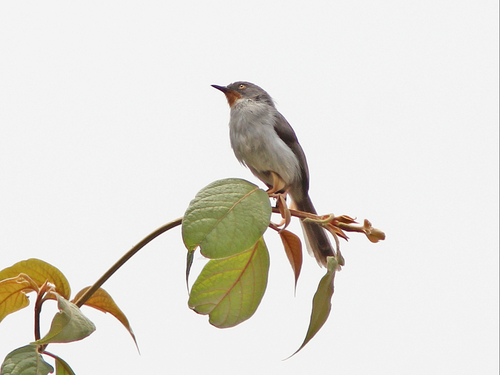 Chestnut-throated Apalis