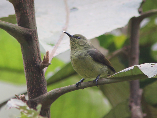 Regal Sunbird