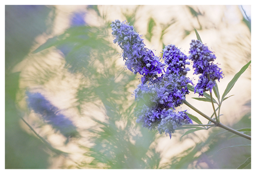 Lilac chaste tree
