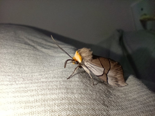 Oxythaphora delta
