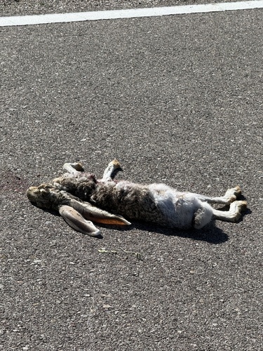 Antelope Jackrabbit observed by aylos
