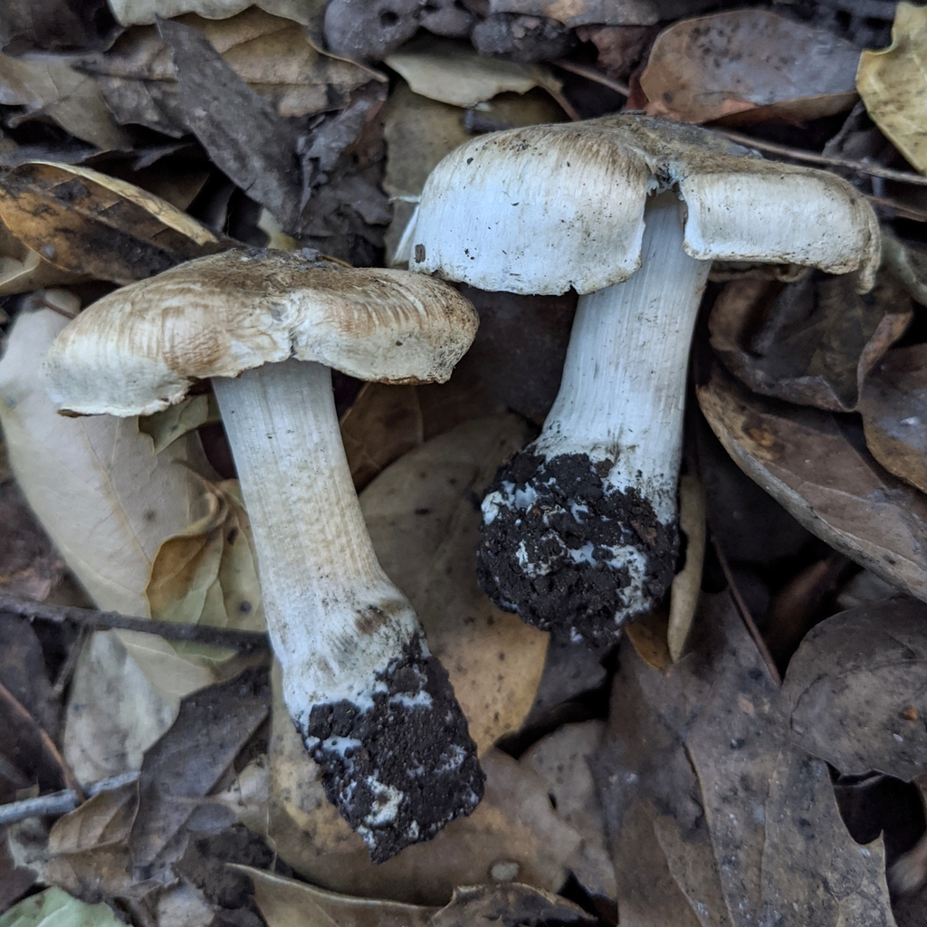 Fiber Caps in February 2020 by Michelle C. TorresGrant. Growing under Quercus agrifolia; strong