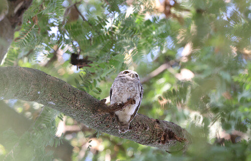 Spotted Owlet