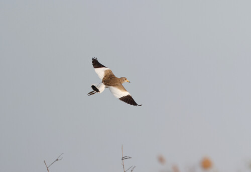 Grey-headed Lapwing