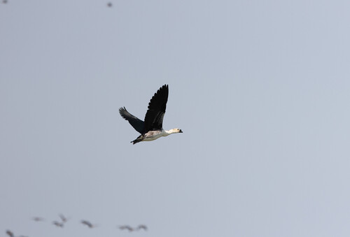 Knob-billed Duck
