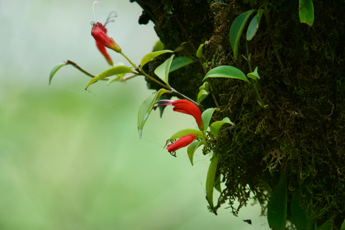 Aeschynanthus lasianthus