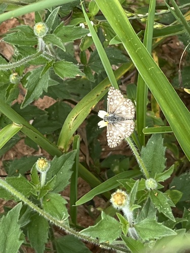 Orcus Checkered-Skipper