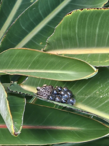 Common Coqui
