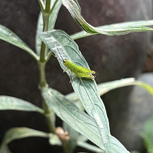 Rufous-legged Grasshopper