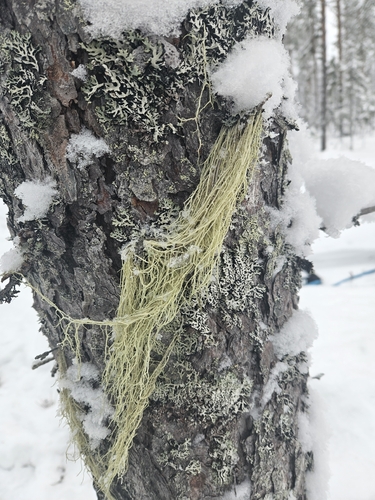 Mountain Oakmoss Lichen