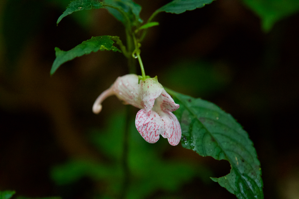 Impatiens rubrostriata (Impatiens rubrostriata)