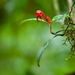 Aeschynanthus hookeri - Photo (c) HUANG QIN, all rights reserved, uploaded by HUANG QIN